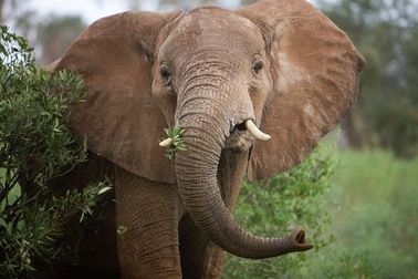 WHY ARE THEY THREATENED? - the african elephant: threat of extinction