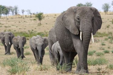 THE SOLUTION - the african elephant: threat of extinction